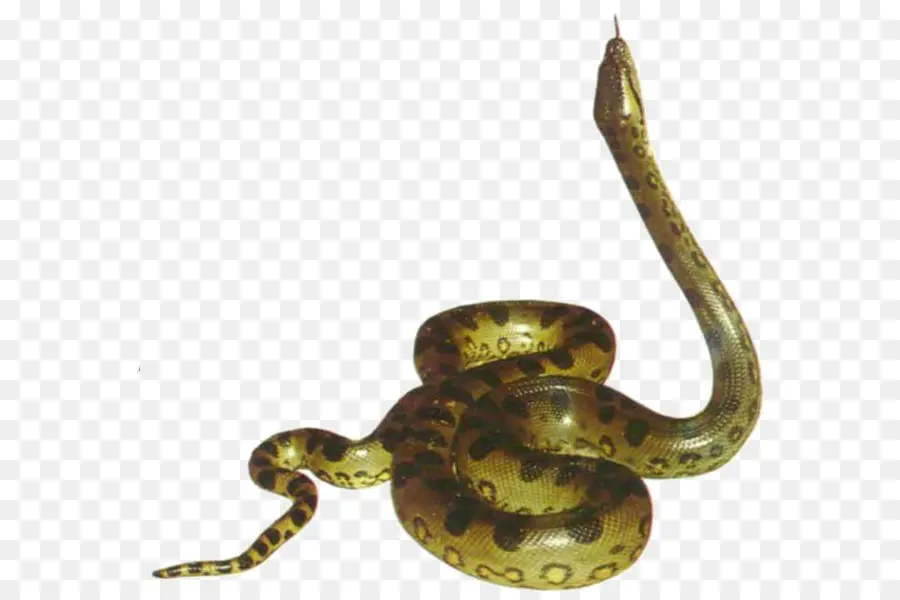 La Serpiente，Verde Anaconda PNG