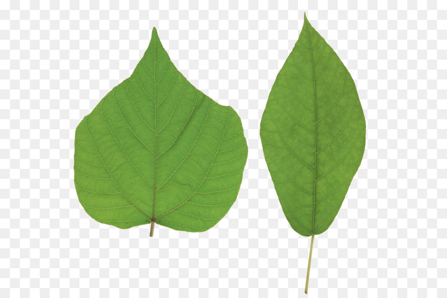 Hojas De Hiedra，Verde PNG