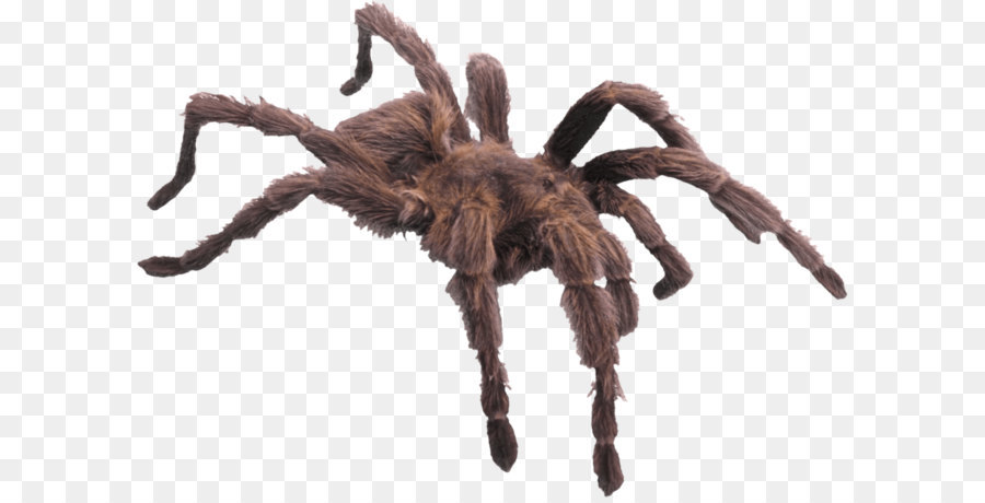 Araña, Increíble Arañas, Ocho Patas Imagen Png - Imagen Transparente 