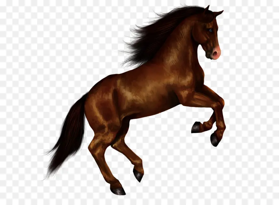 Caballos Corriendo，Animales PNG