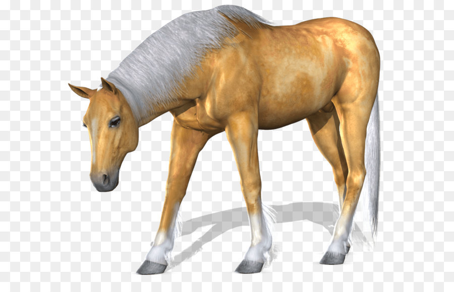 Caballo，Yegua PNG