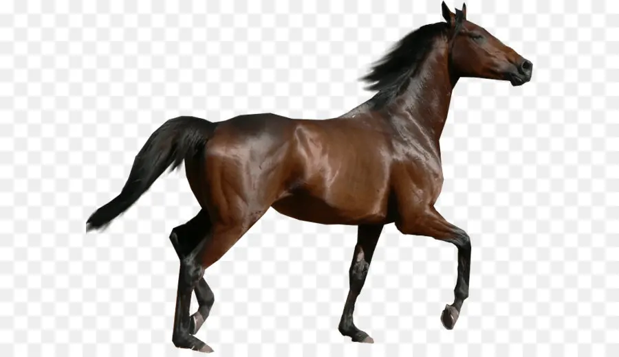 Caballo，Semental PNG