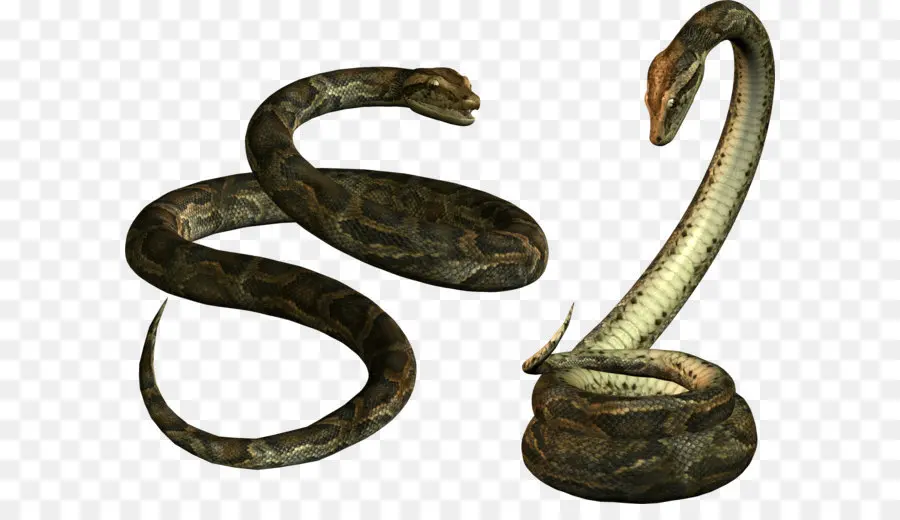 La Serpiente，Reptiles PNG