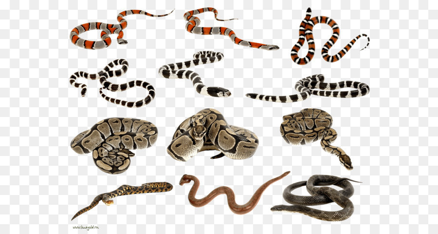 Serpientes，Reptiles PNG