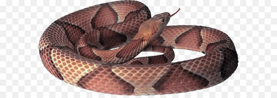 Serpiente Cabeza De Cobre，Reptil PNG