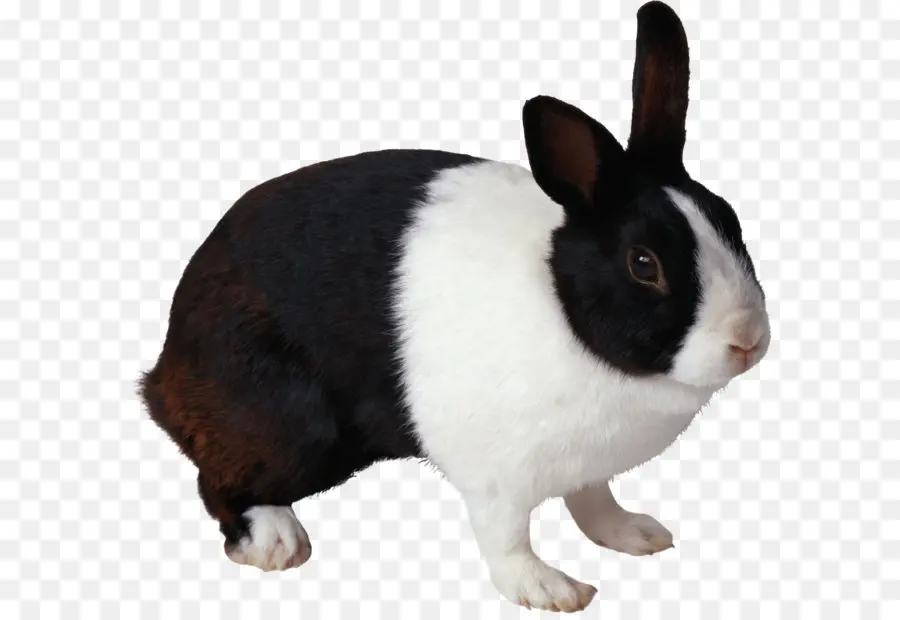 Conejo Conejo，Nacionales Conejo PNG