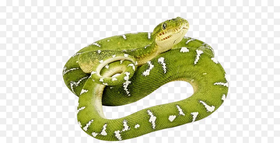 La Serpiente，Reptiles PNG