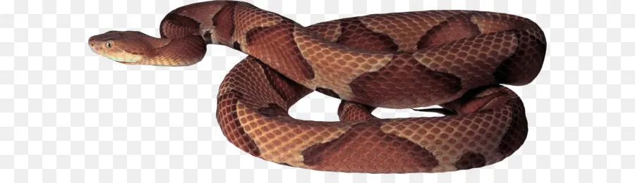 La Serpiente，Pantalla Resolución PNG