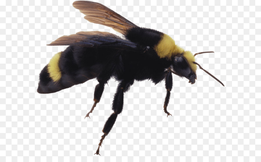 Mundos Complejos De Sistemas Nerviosos Más Simples，Abeja PNG