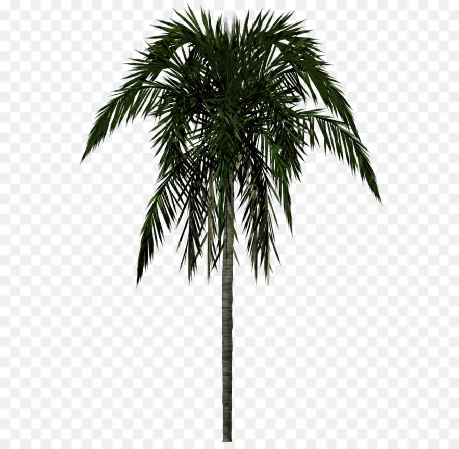 Palmera，Árbol PNG