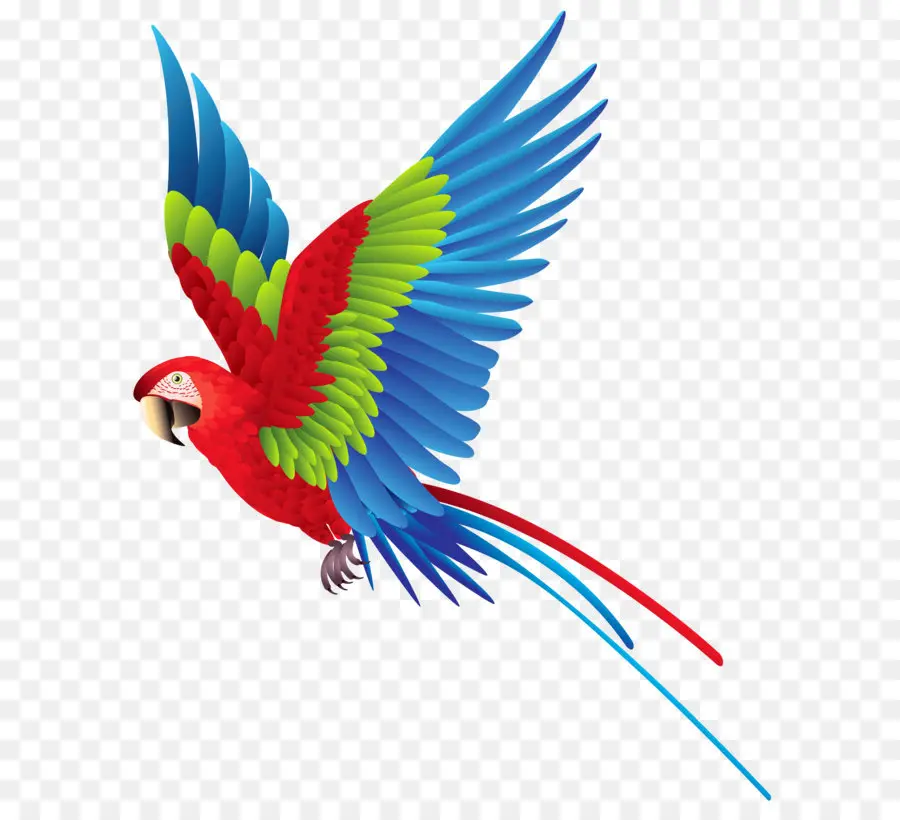 Loro Colorido，Loro PNG