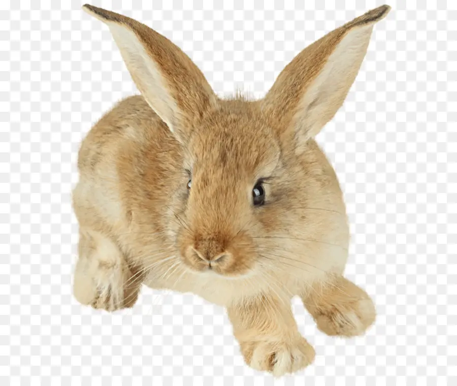 La Liebre，Conejito De Pascua PNG