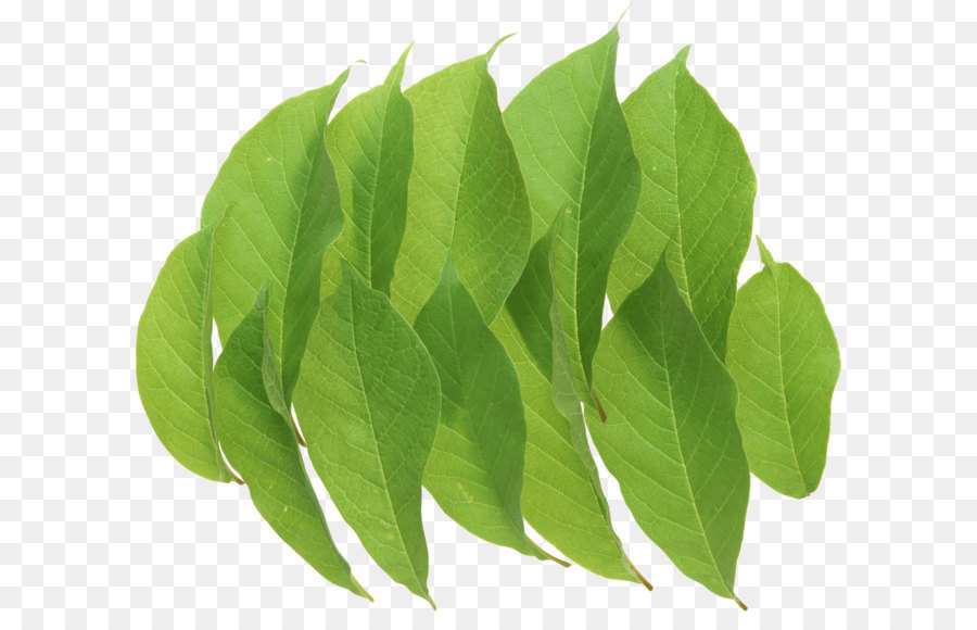 Hojas Verdes，Planta PNG