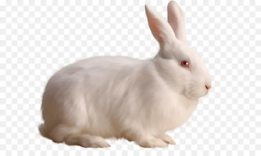 Conejo Conejo，Europea De Conejo PNG