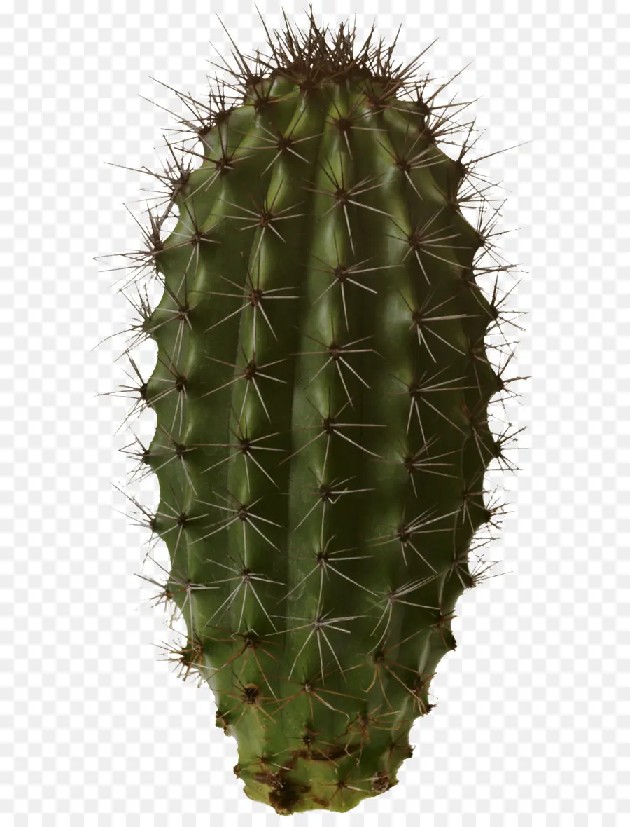 Cactaceae，Cactus Jardín PNG