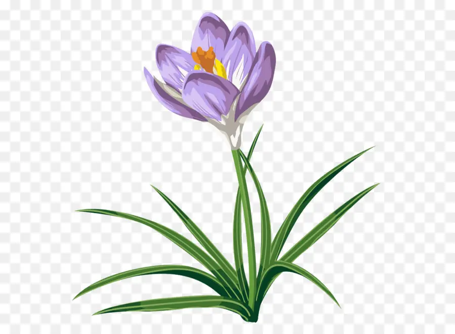 Crocus Vernus，Crocus Speciosus PNG