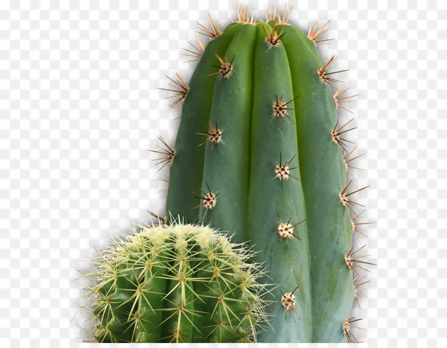 Cactus，Suculento PNG