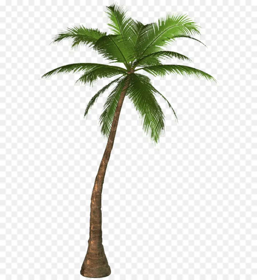 Arecaceae，Árbol PNG