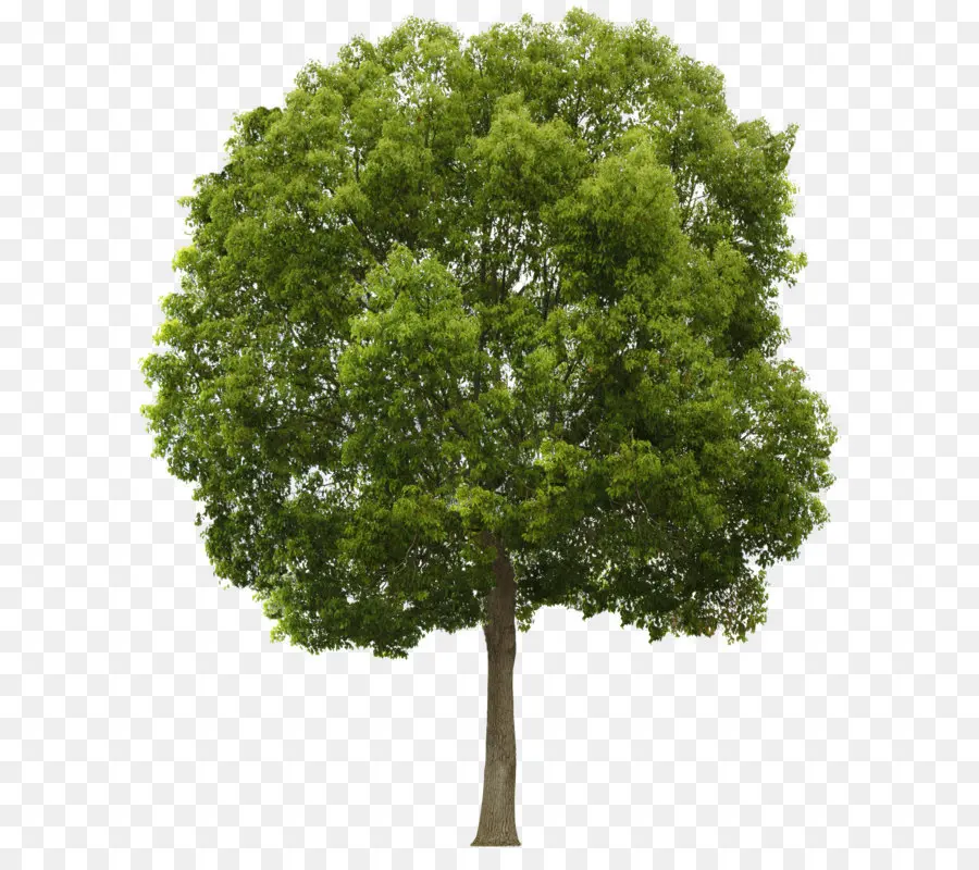 Árbol，Equipo Iconos PNG