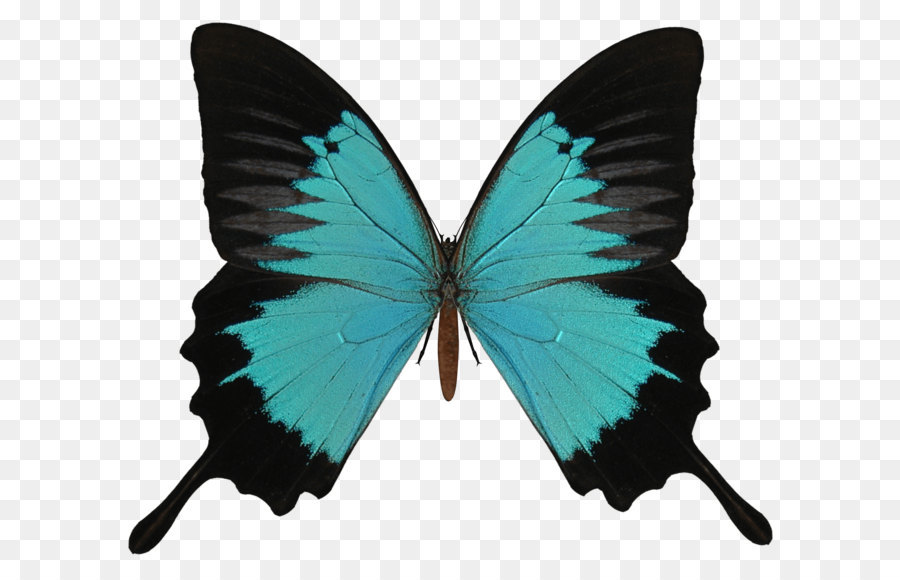 Mariposa，Equipo Iconos PNG