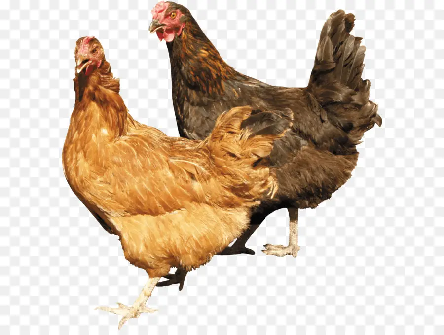 Pollos，Gallina PNG