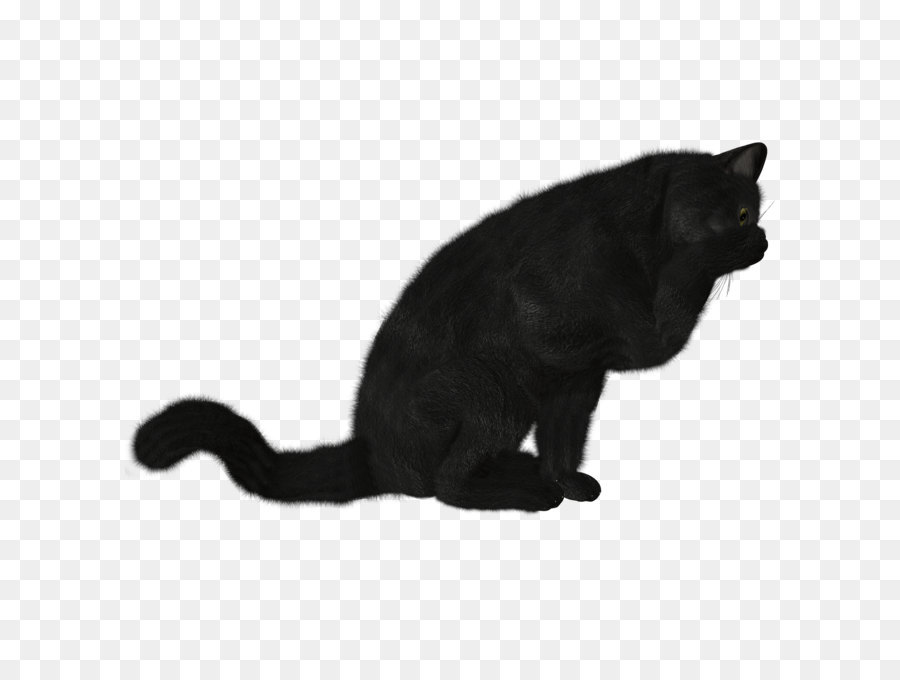 Bombay Cat，Gatito PNG