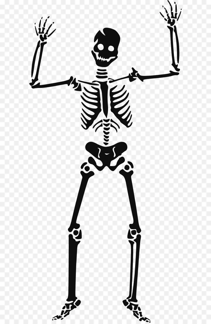 Esqueleto，Humanos Esqueleto PNG