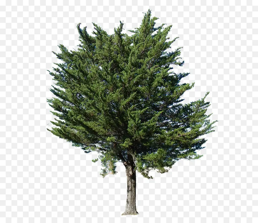 árbol Verde，Naturaleza PNG