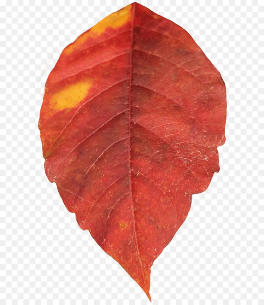 Otoño De Hojas De Color，Hoja PNG