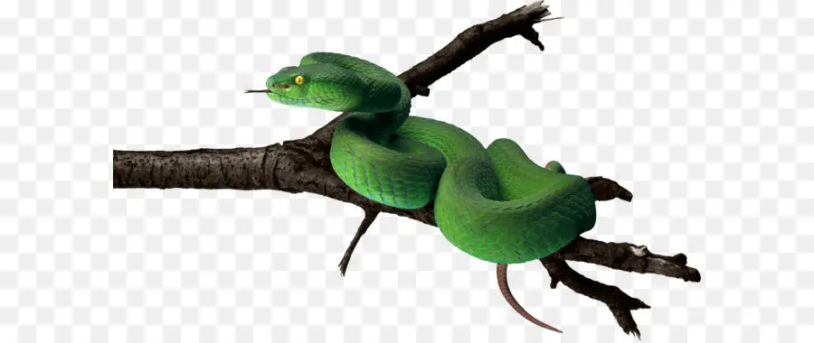 La Serpiente，Verde Anaconda PNG