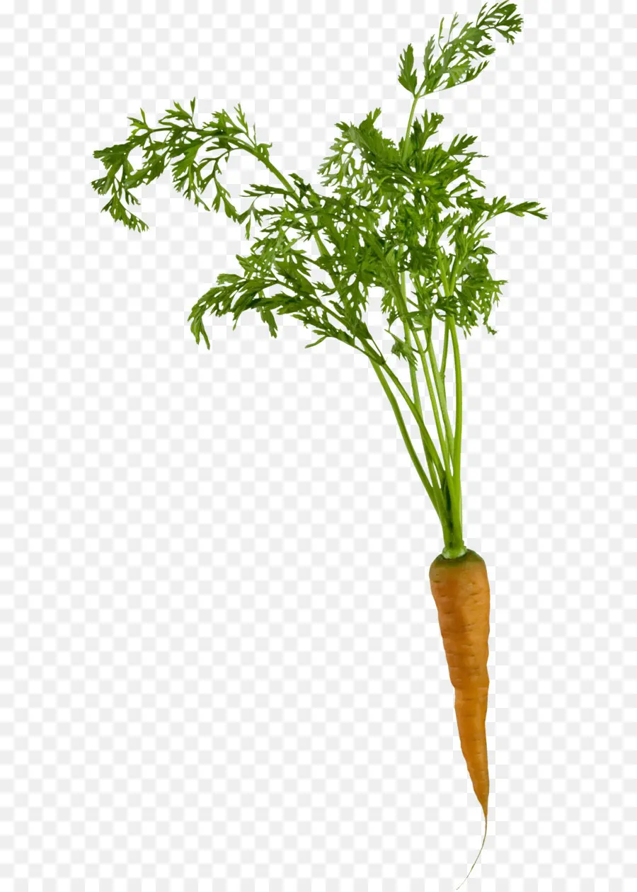 Zanahoria，Bebé Zanahoria PNG