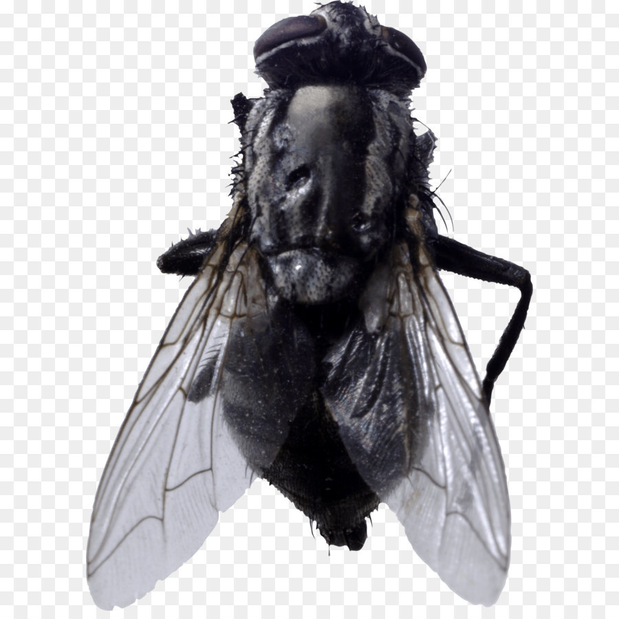 Volar，Negro PNG