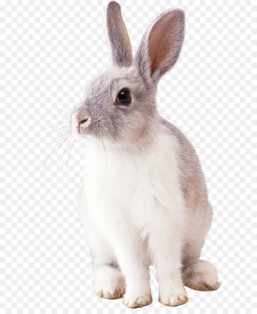 Conejito De Pascua，Conejo PNG