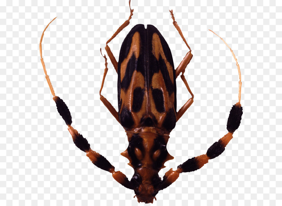 Escarabajo，Hornet PNG