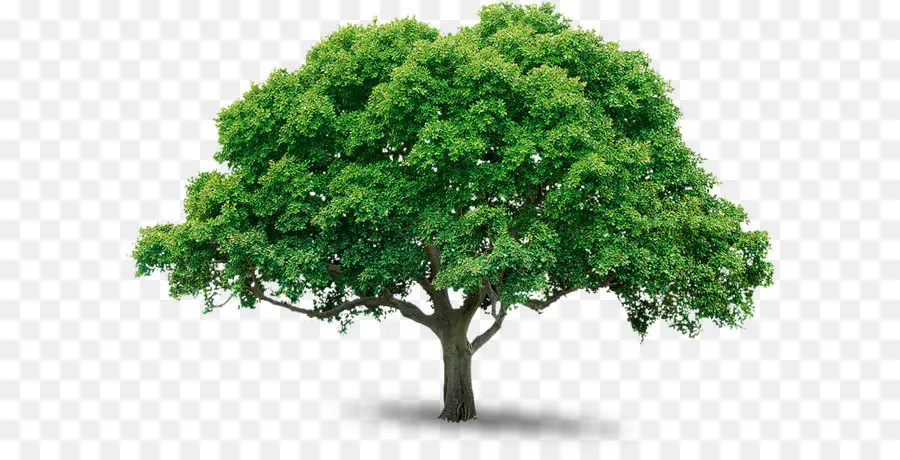 Árbol，Equipo Iconos PNG