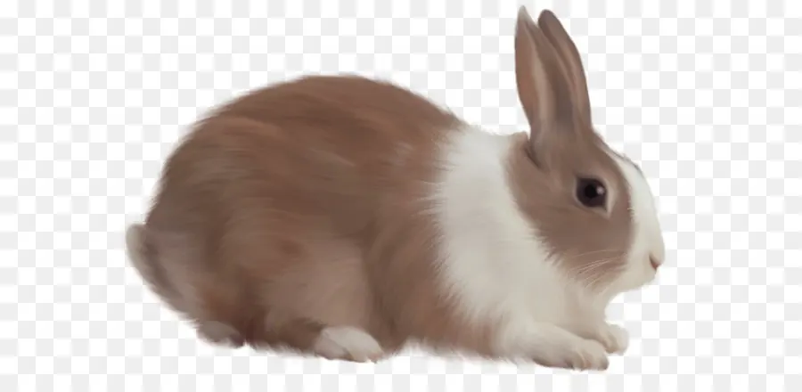 Conejito De Pascua，Nacionales Conejo PNG