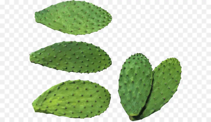 Cactaceae，Barbary Fig PNG