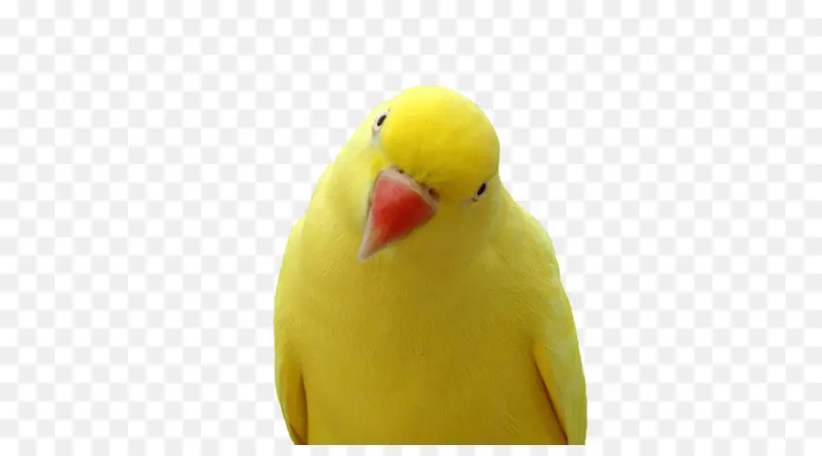 Pájaro Amarillo，Loro PNG