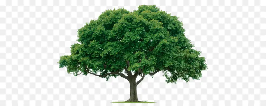 Árbol，Edición PNG