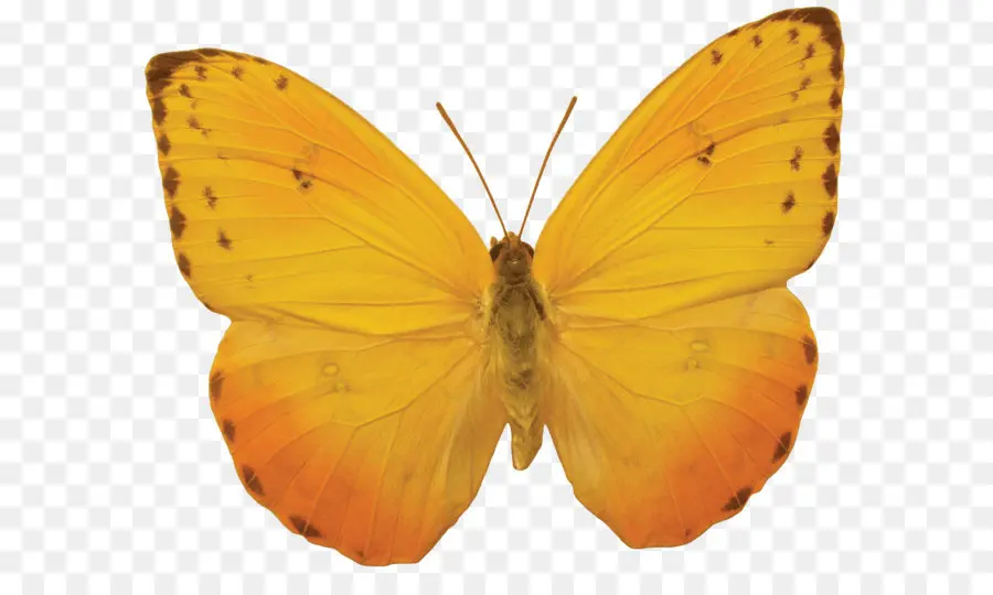 Mariposa，Descargar PNG