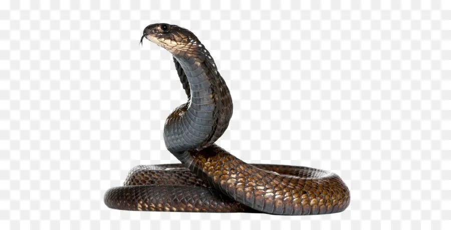 La Serpiente，Reptiles PNG