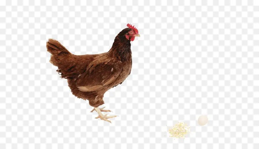 Pollo，Gallina PNG