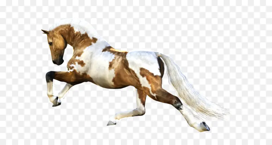 Caballo，Equino PNG