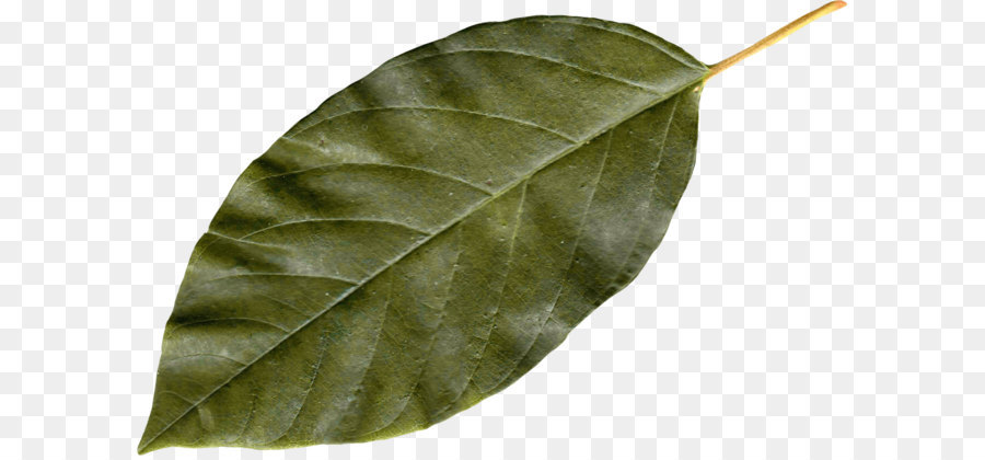 Hoja，Otoño De Hojas De Color PNG