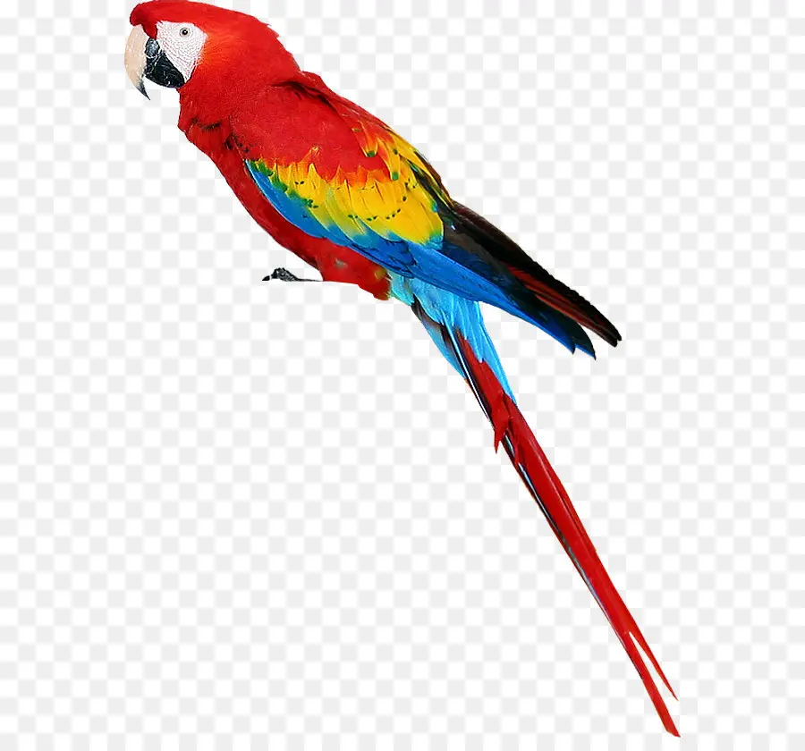 Loro，Aves PNG