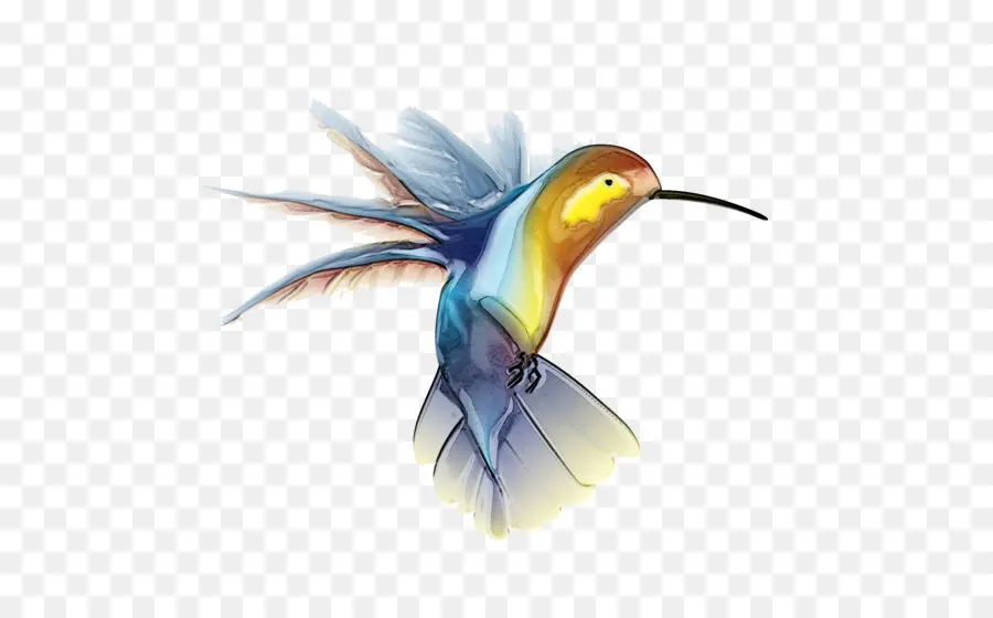 Colibrí，Aves PNG