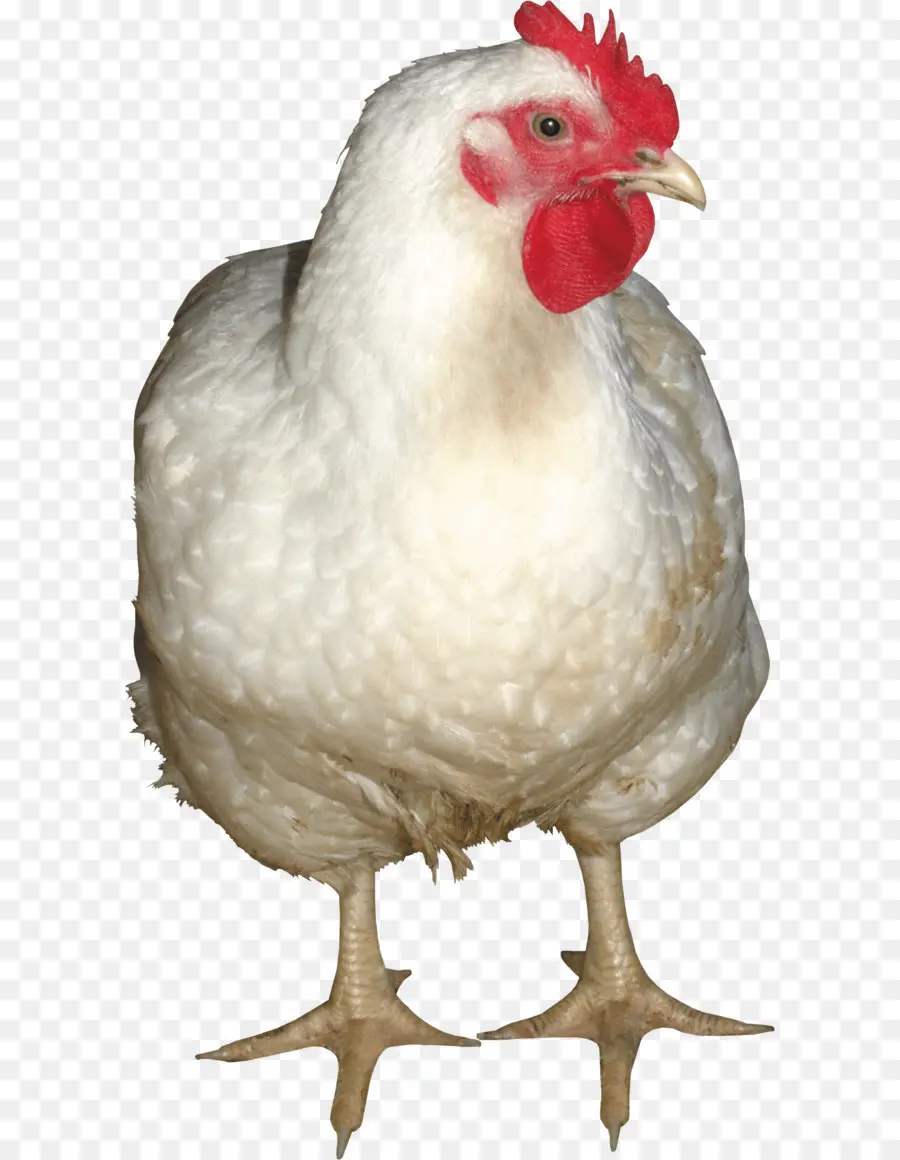 Pollo，Pájaro PNG