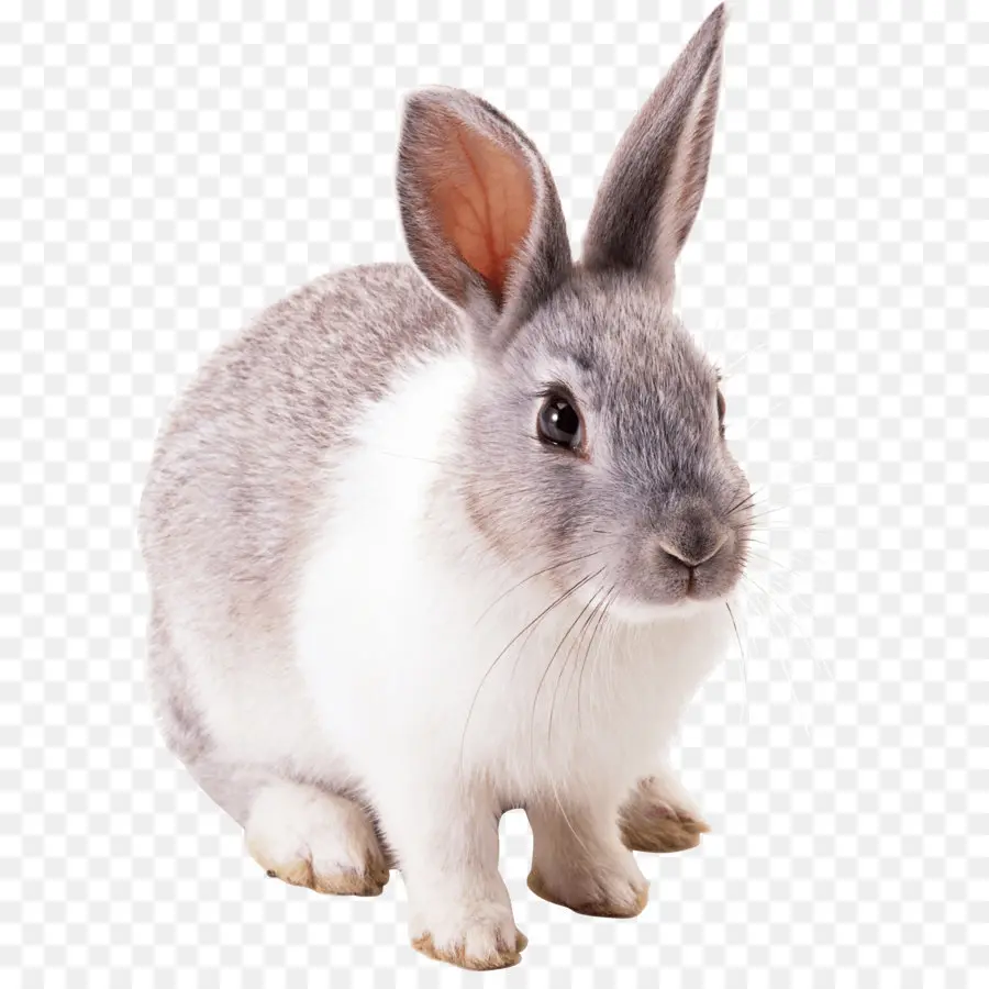 Angora Conejo，Conejito De Pascua PNG