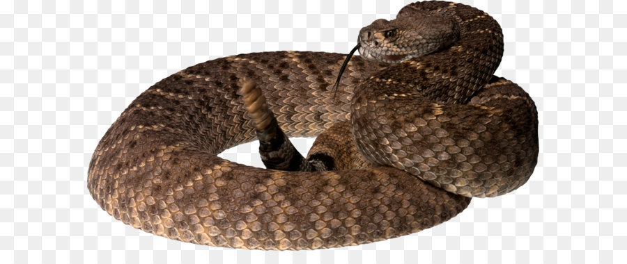 Serpiente，Víboras PNG