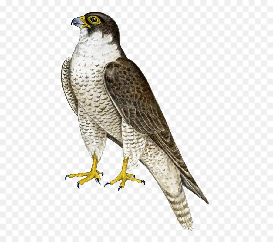 Falcon，Equipo Iconos PNG